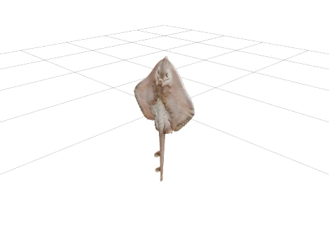 Thornback Ray Detailed Model for Realistic Rendering 3D Model