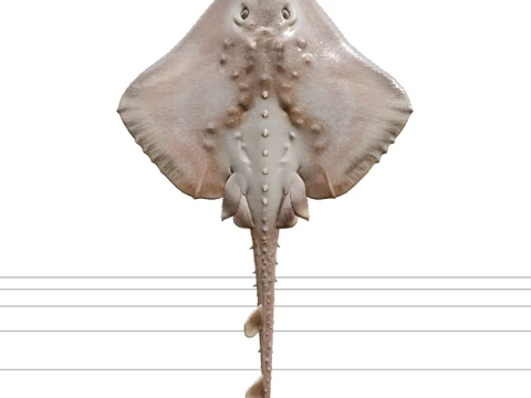 Thornback Ray Detailed Model for Realistic Rendering 3D Model