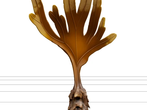 Laminaria Digitata Kelp Specimen Model for Scientific Use 3D 모델
