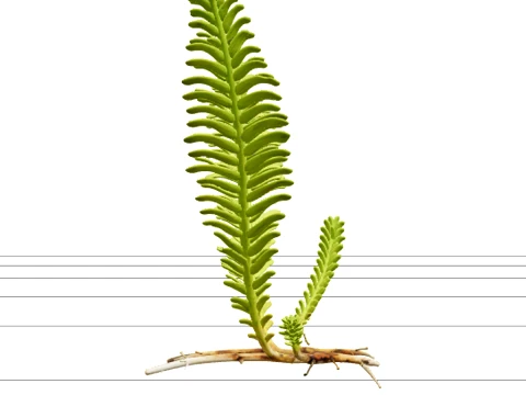 Caulerpa Taxifolia Green Feather Alga Model Single Specimen 3D Model