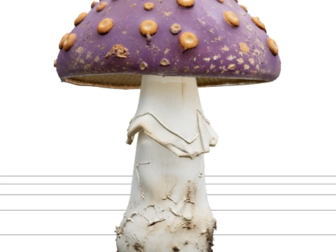 Violet Poisonous Mushroom with Orange Spots Asset 3D Model