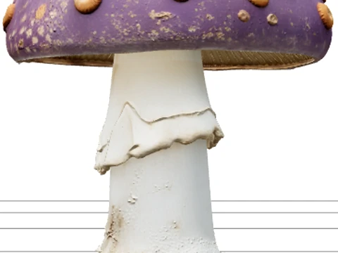 Violet Poisonous Mushroom with Orange Spots Asset 3D Model
