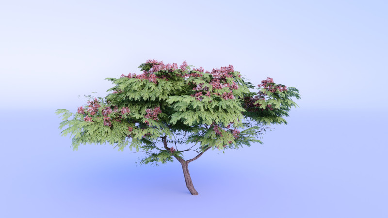 Cassia Nodosa - Cassia Javanica de alta calidad Modelo 3D .c4d .max .obj .3ds .fbx .stl .blend 