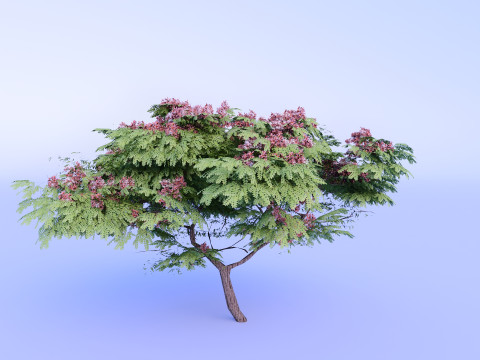 Cassia Nodosa - Cassia Javanica High-Quality 3D Модель