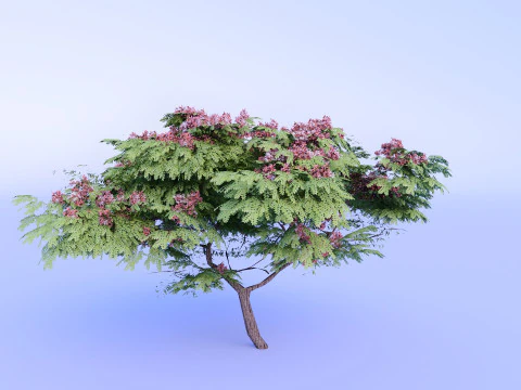 Cassia Nodosa - Cassia Javanica Wysokiej Jakości Model 3D