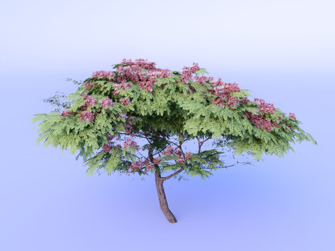 Cassia Nodosa - Cassia Javanica de alta calidad Modelo 3D