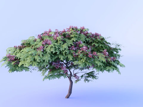 Cassia Nodosa - Cassia Javanica High-Quality 3D Model