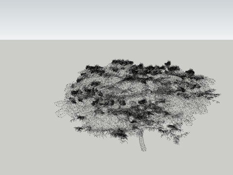Cassia Nodosa - Cassia Javanica de alta calidad Modelo 3D