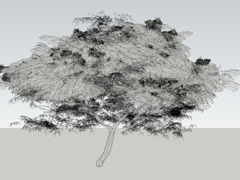 Cassia Nodosa - Cassia Javanica de alta calidad Modelo 3D