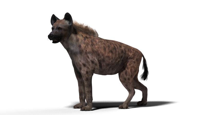 Rigged Hyena with a single animation 3D Modell .c4d .max .obj .3ds .fbx .stl .blend