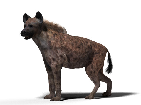 Rigged Hyena with a single animation 3D मॉडल