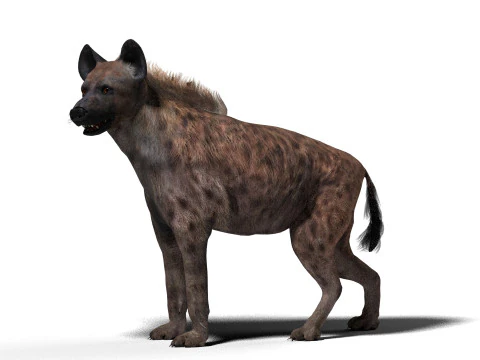 Iena truccata con una singola animazione Modello 3D