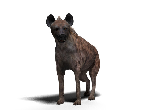 Rigged Hyena with a single animation 3D Modell