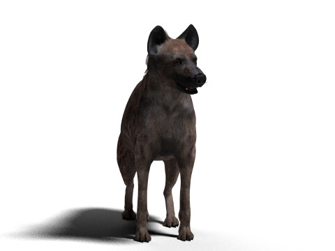 Rigged Hyena with a single animation 3D Modell