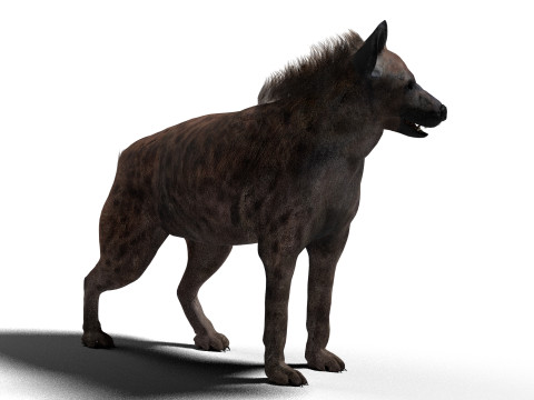 Rigged Hyena with a single animation 3D Modell