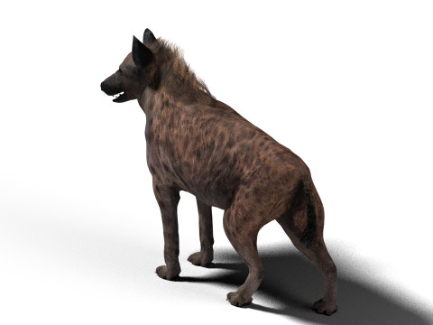 Rigged Hyena with a single animation 3D Modell
