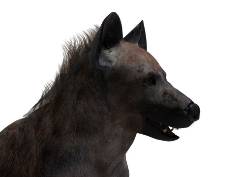 Rigged Hyena with a single animation 3D Modell