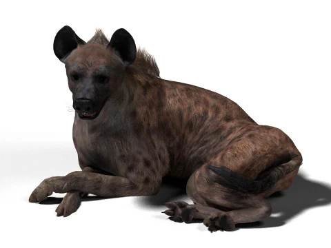 Rigged Hyena with a single animation 3D Model