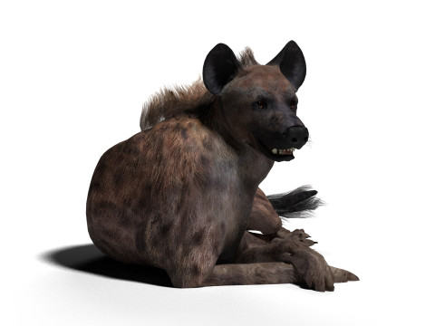 Rigged Hyena with a single animation 3D Modell