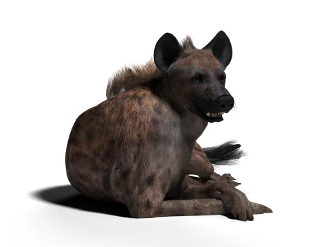 Rigged Hyena with a single animation 3D Model