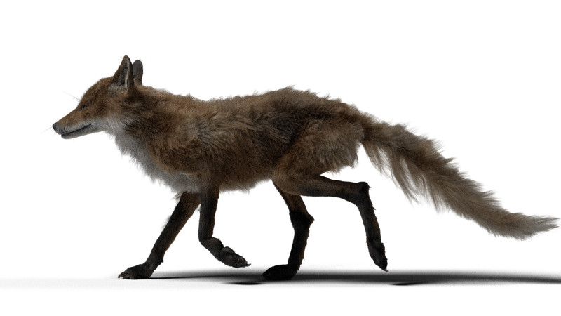 Manipulierter Rotfuchs mit 8K-Texturen und Animationen 3D Modell .c4d .max .obj .3ds .fbx .stl .blend