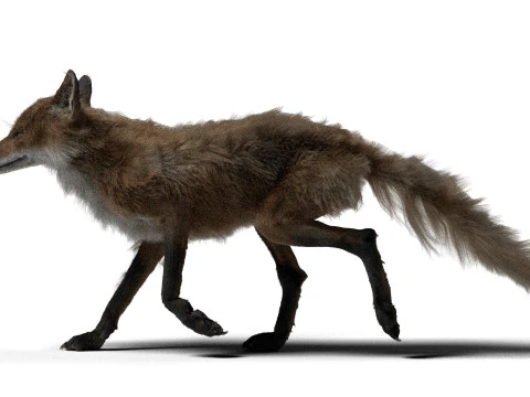 Риггинг рыжей лисы с текстурами и анимацией 8k 3D Модель