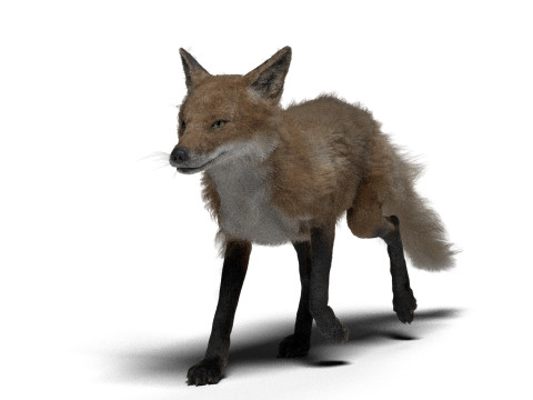 Риггинг рыжей лисы с текстурами и анимацией 8k 3D Модель