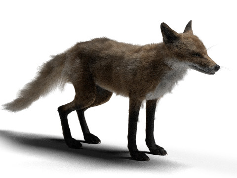 Риггинг рыжей лисы с текстурами и анимацией 8k 3D Модель