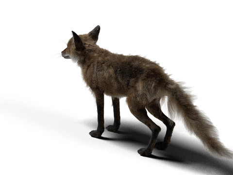 Риггинг рыжей лисы с текстурами и анимацией 8k 3D Модель