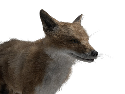 Риггинг рыжей лисы с текстурами и анимацией 8k 3D Модель