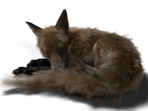 Риггинг рыжей лисы с текстурами и анимацией 8k 3D Модель