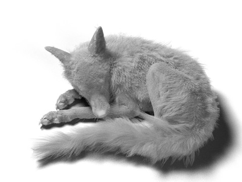 Риггинг рыжей лисы с текстурами и анимацией 8k 3D Модель