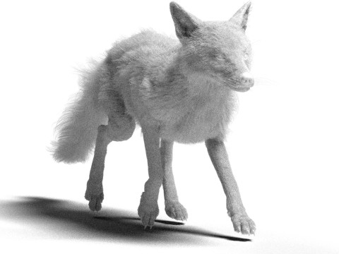 Риггинг рыжей лисы с текстурами и анимацией 8k 3D Модель