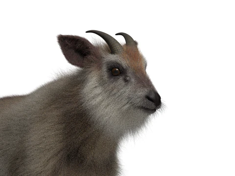 Domba Hibrida yang dicurangi dengan tekstur dan animasi 1k Model 3D