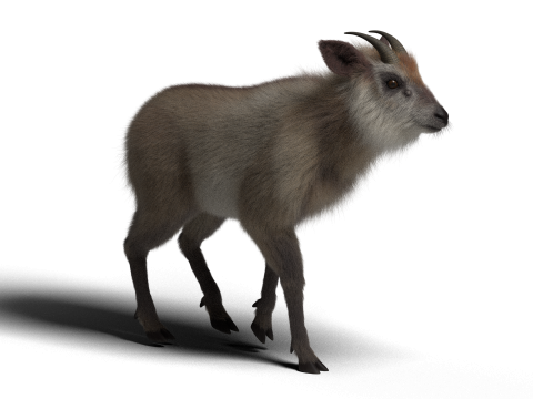 Mouton hybride truqué avec 1k textures et animations Modèle 3D