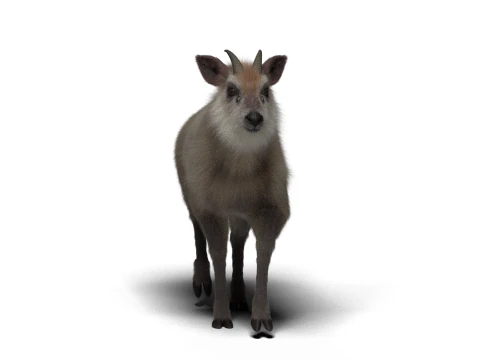 Rigged Hybrid sheep with 1k textures and animations 3D Model