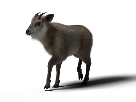 Mouton hybride truqué avec 1k textures et animations Modèle 3D