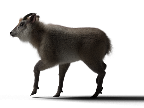 Mouton hybride truqué avec 1k textures et animations Modèle 3D