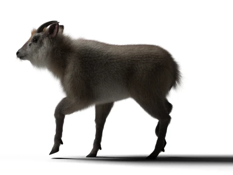 Rigged Hybrid sheep with 1k textures and animations 3D Model