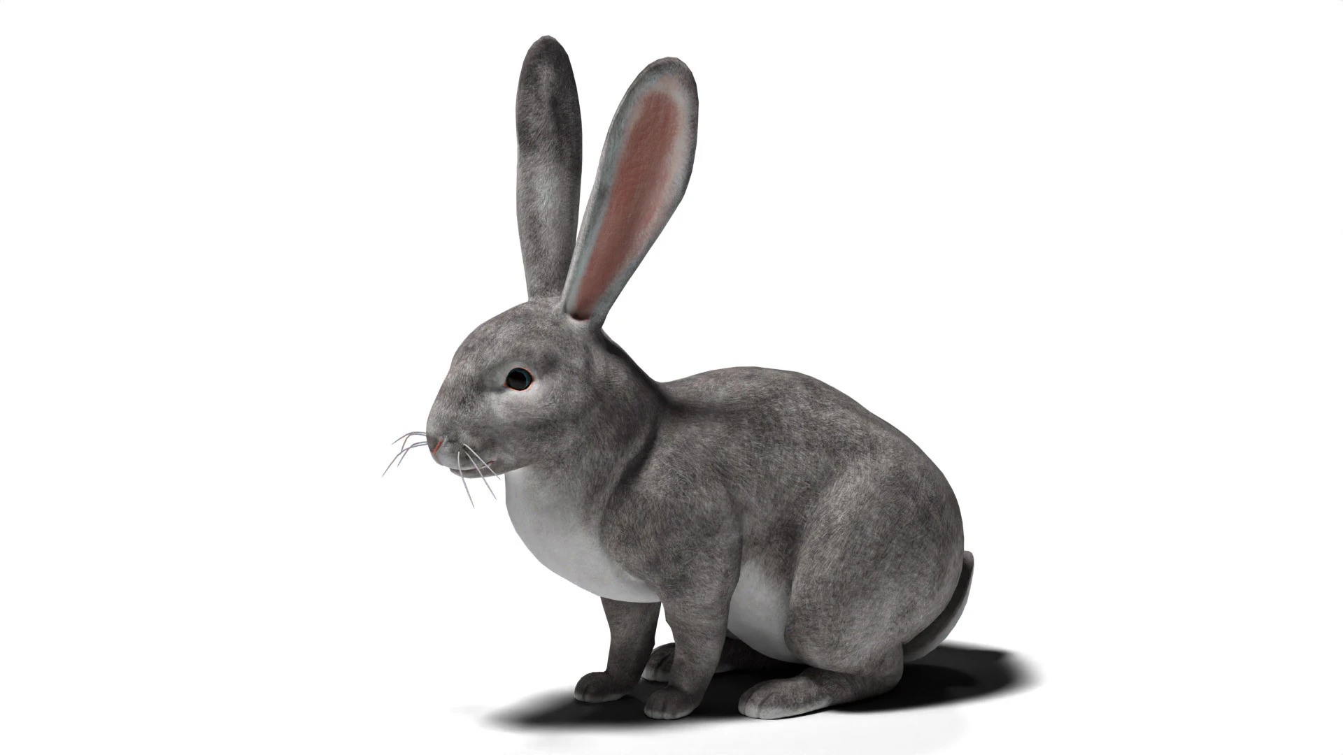 Rigged Gray Rabbit with 2k textures and animations 3D Model .c4d .max .obj .3ds .fbx .stl .blend 