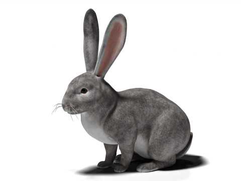 Rigged Gray Rabbit with 2k textures and animations 3D Model
