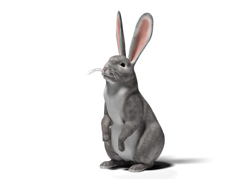 Conejo Gris Rigged con texturas y animaciones 2k Modelo 3D