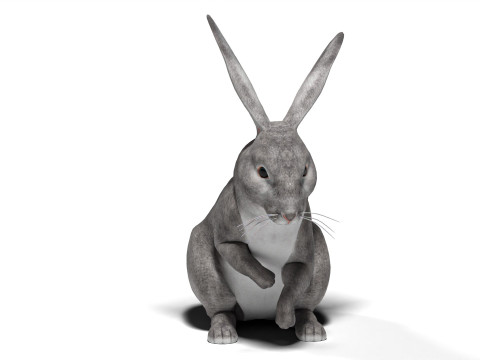 Conejo Gris Rigged con texturas y animaciones 2k Modelo 3D