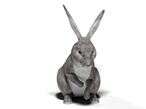 Rigged Gray Rabbit with 2k textures and animations 3D Model