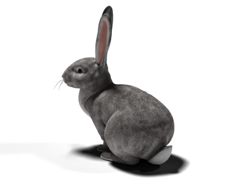 Conejo Gris Rigged con texturas y animaciones 2k Modelo 3D