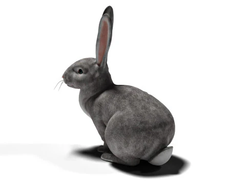 Rigged Gray Rabbit with 2k textures and animations 3D Model
