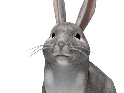 Conejo Gris Rigged con texturas y animaciones 2k Modelo 3D