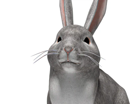 Rigged Gray Rabbit with 2k textures and animations 3D Model