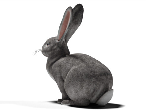 Conejo Gris Rigged con texturas y animaciones 2k Modelo 3D
