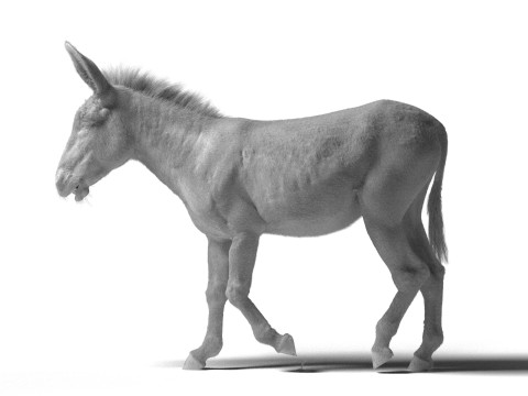 Rigged Donkey with 4K Textures and Animations 3D मॉडल